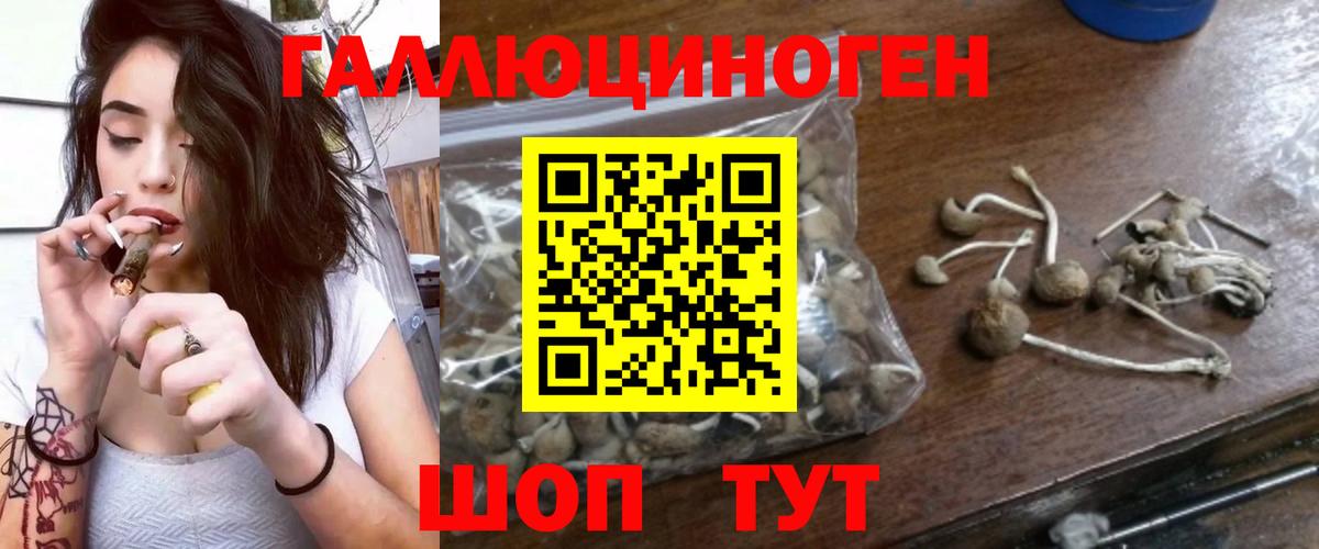 Псилоцибиновые грибы Psilocybine cubensis Шадринск